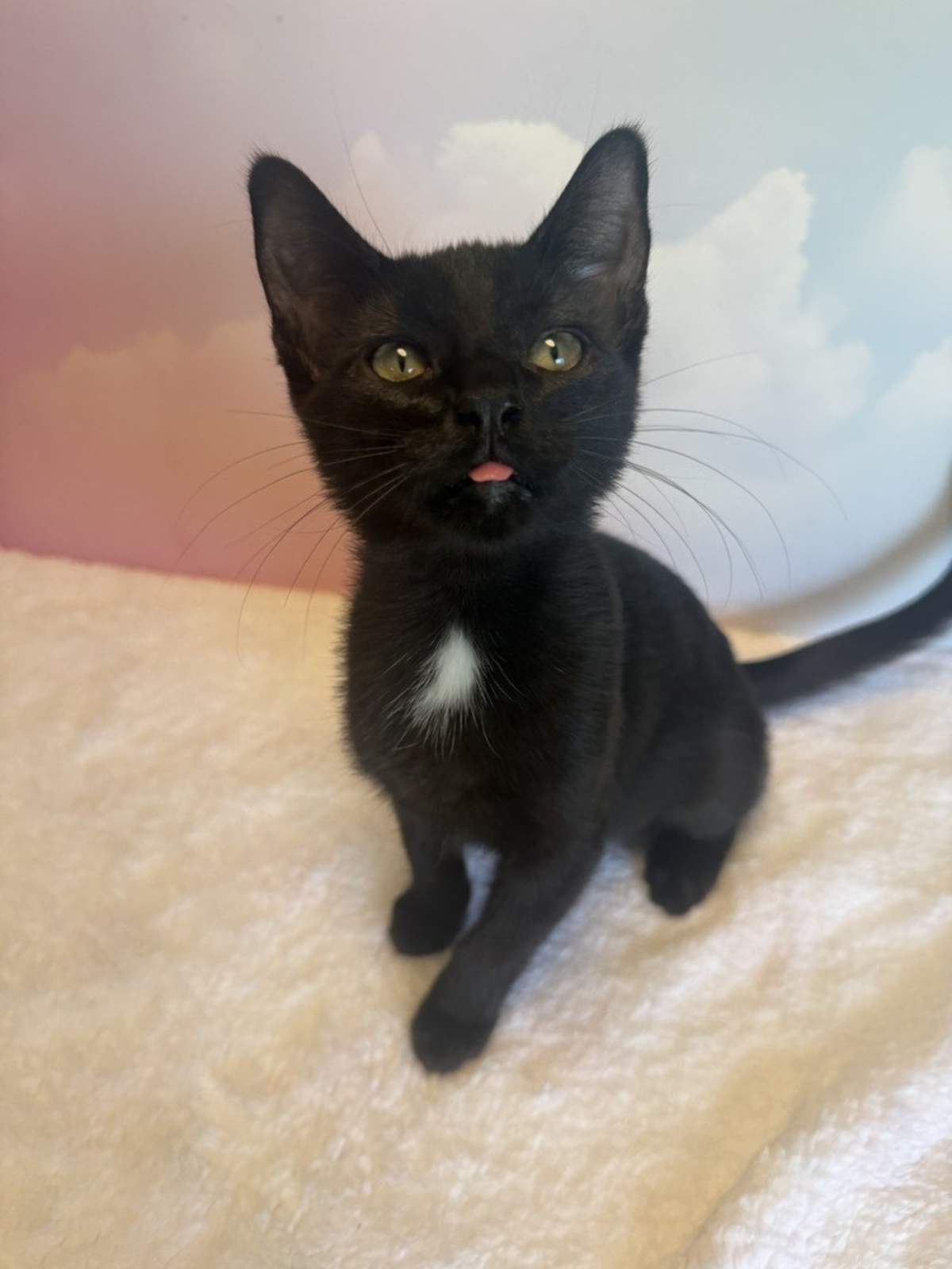 RAV4 - Domestic Shorthair available for adoption