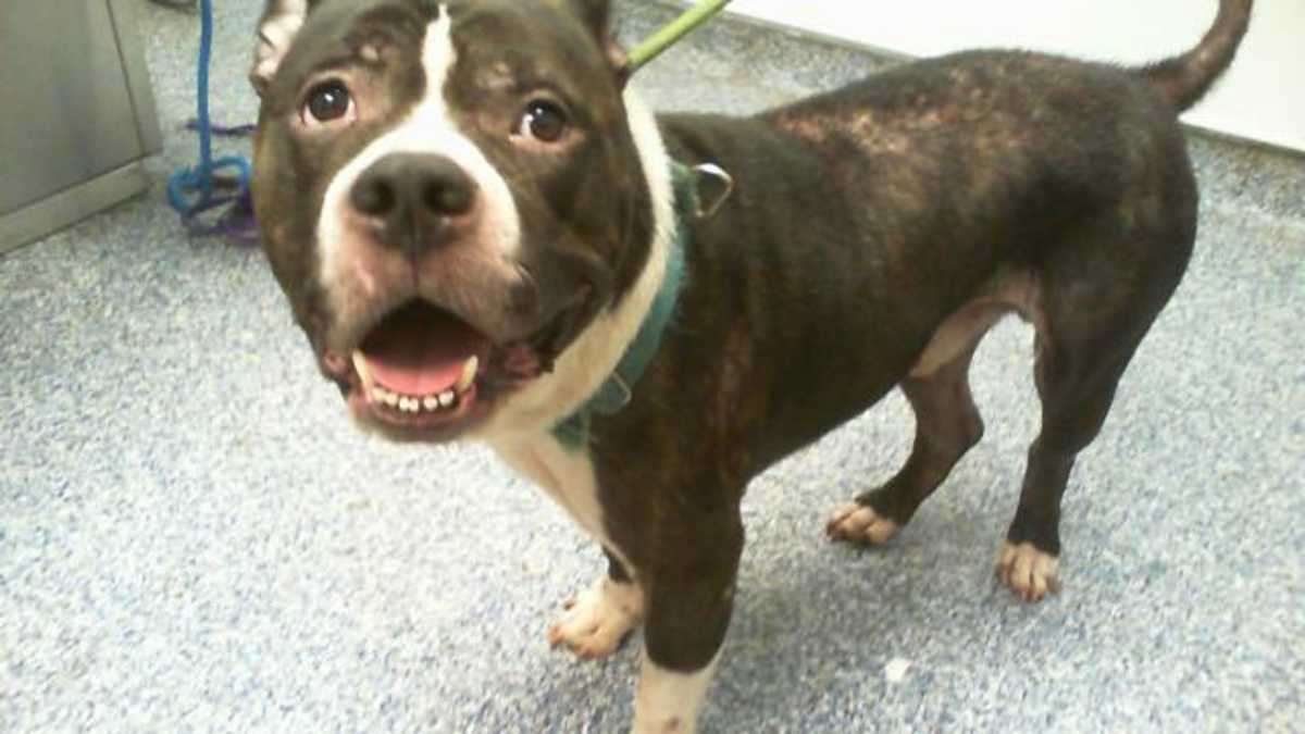 BO - American Pit Bull Terrier available for adoption
