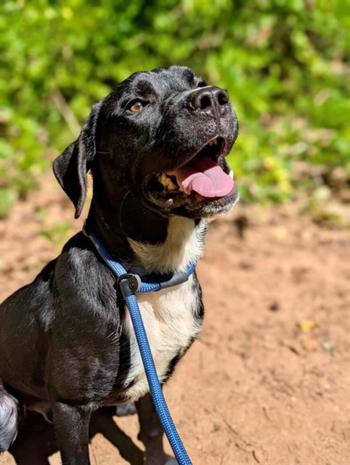 WAYLON - Labrador Retriever available for adoption