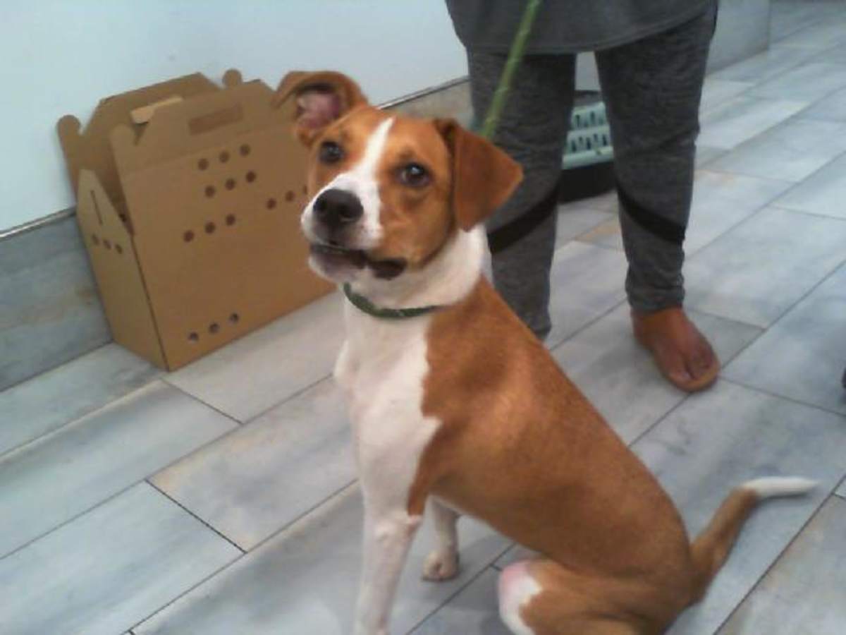 ASTRO - Mixed Breed (Medium) available for adoption