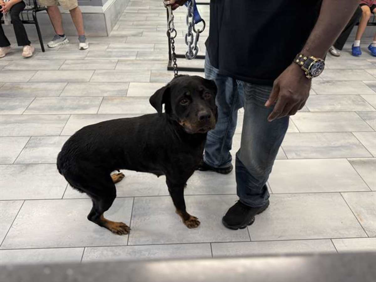 BRIDGETTE - Rottweiler available for adoption