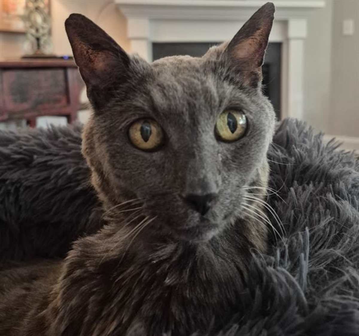 BEATRICE - Domestic Shorthair available for adoption