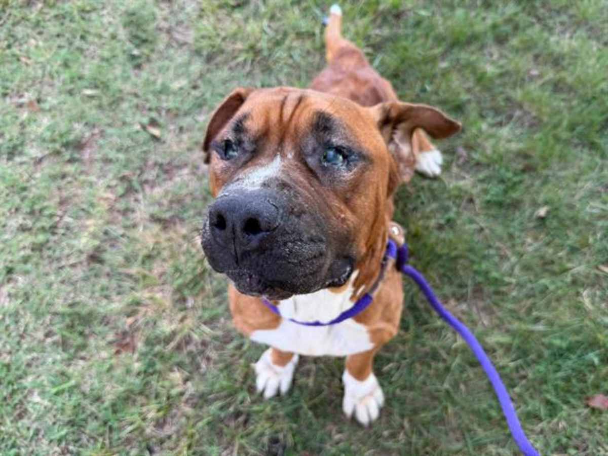 BARLEY - Mixed Breed (Medium) available for adoption
