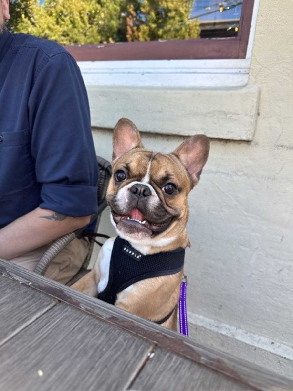 FRANKIE SAYS RELAX - French Bulldog available for adoption