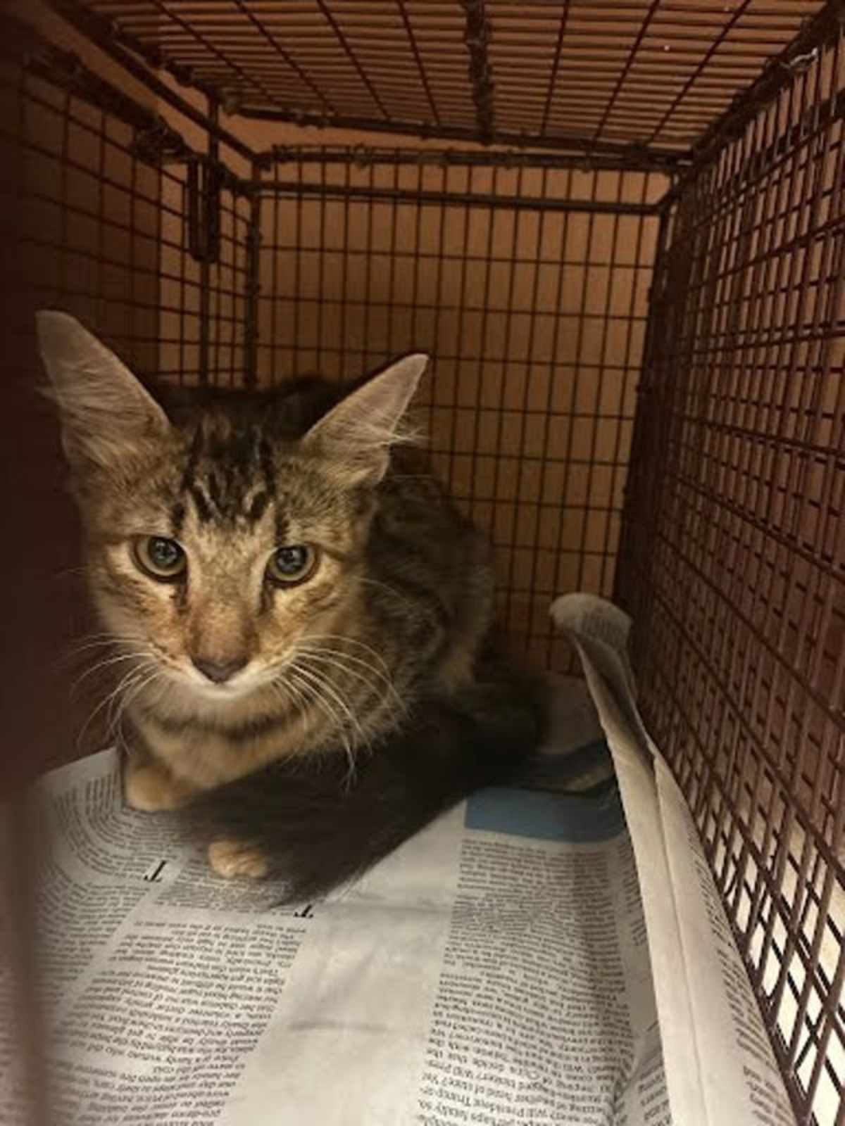STARLING - Domestic Mediumhair available for adoption