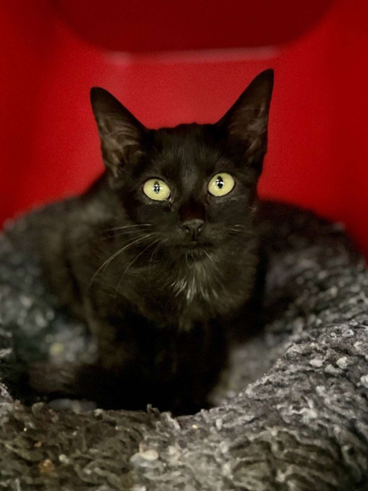 SALLY - Domestic Shorthair available for adoption