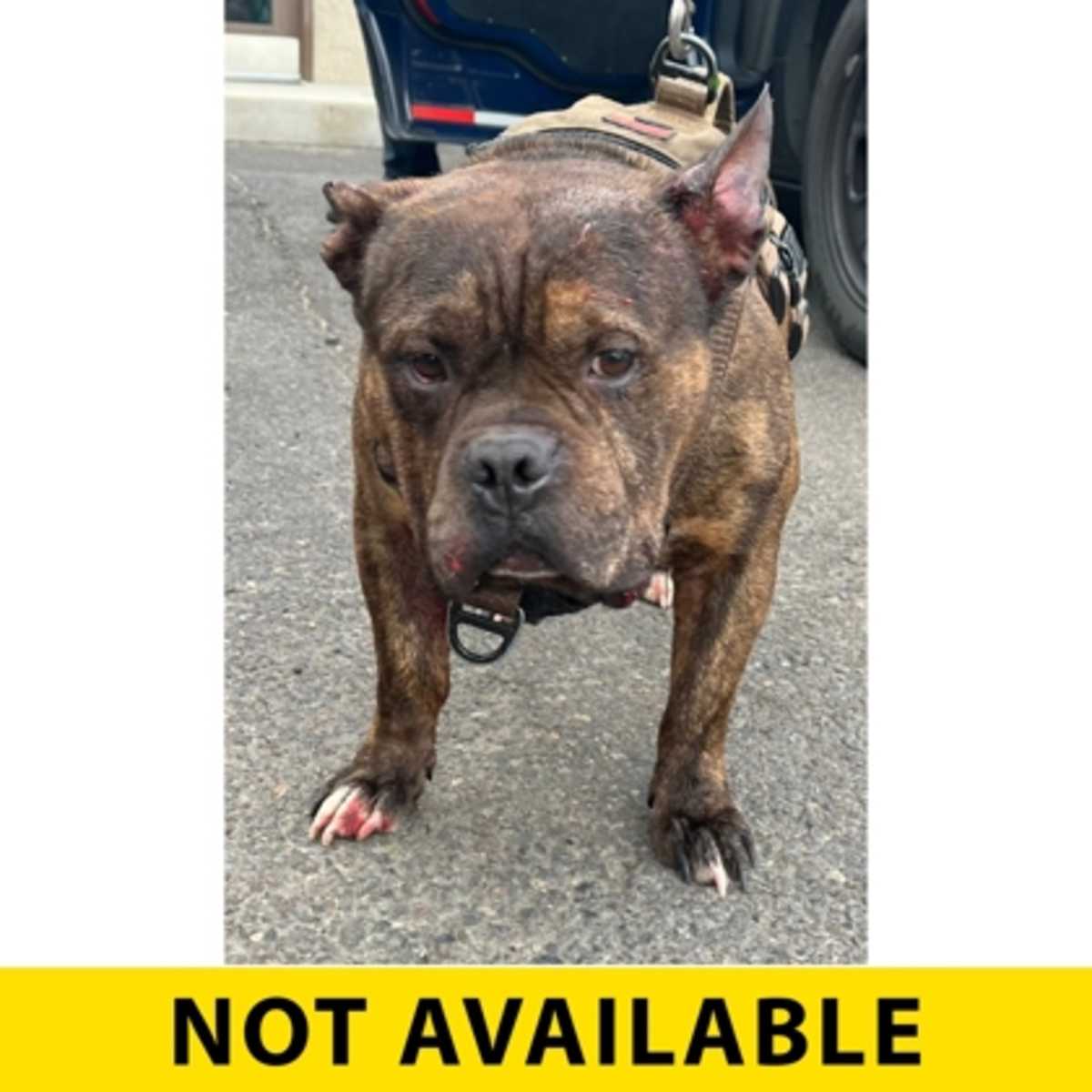 BUTTERFLY - Mixed Breed (Medium) available for adoption