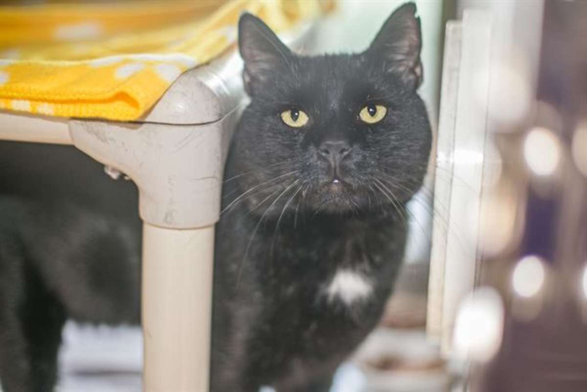 KING - Domestic Shorthair available for adoption