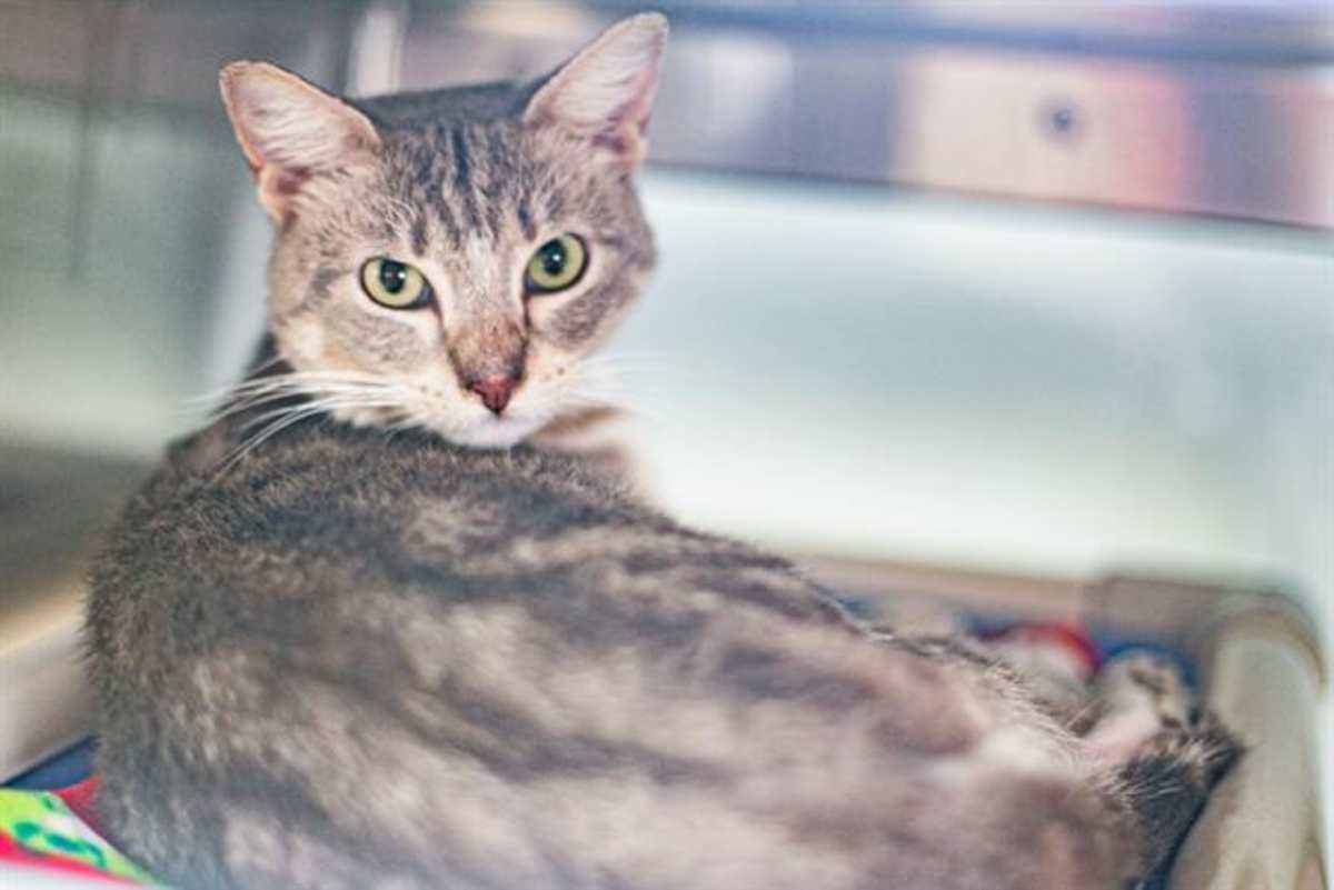 XANDER - Domestic Shorthair available for adoption