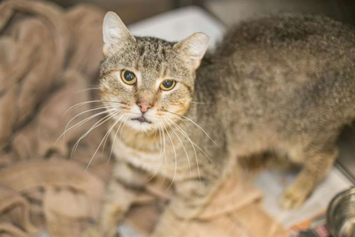 EMERSON - Domestic Shorthair available for adoption