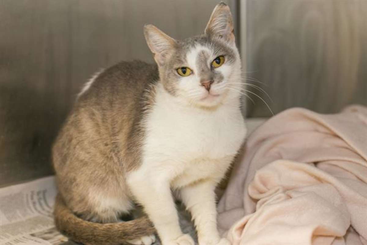 KIWI - Domestic Shorthair available for adoption