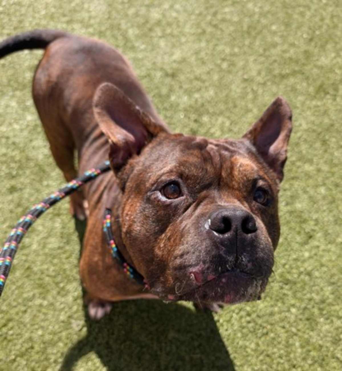 BUTTERFLY - Mixed Breed (Medium) available for adoption
