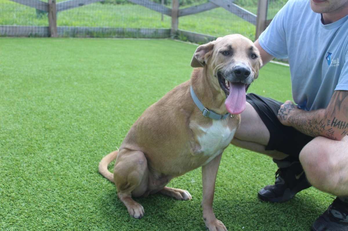 MAVERICK - Mixed Breed (Medium) available for adoption