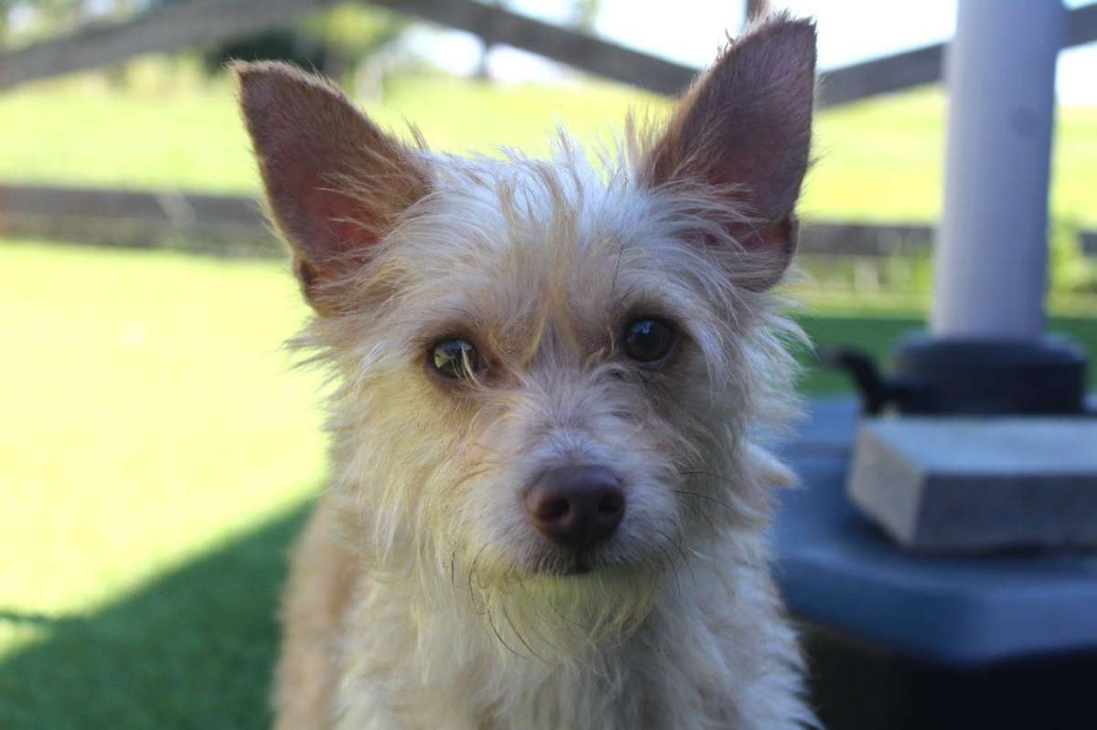 BOSTON - Yorkie, Yorkshire Terrier available for adoption