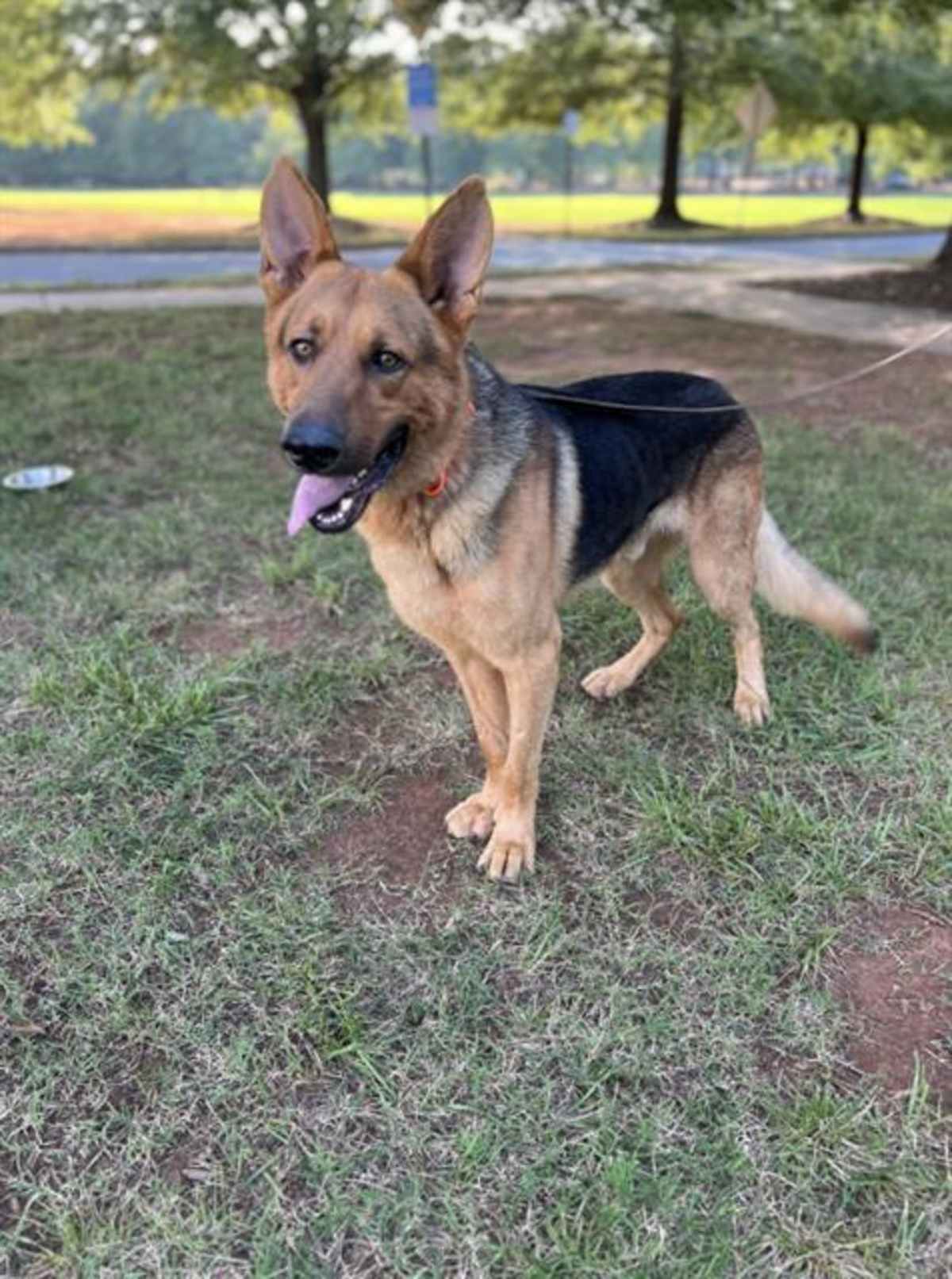 SAMSON - German Shepherd Dog available for adoption
