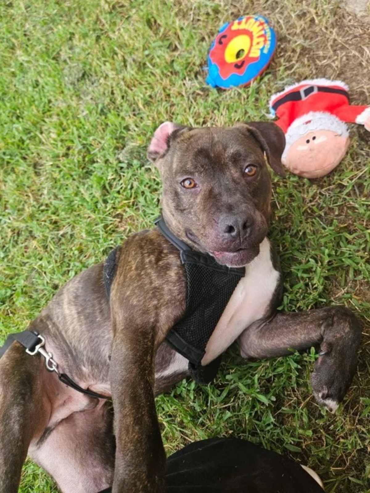 STYLES - Pit Bull Terrier for adoption in Roanoke