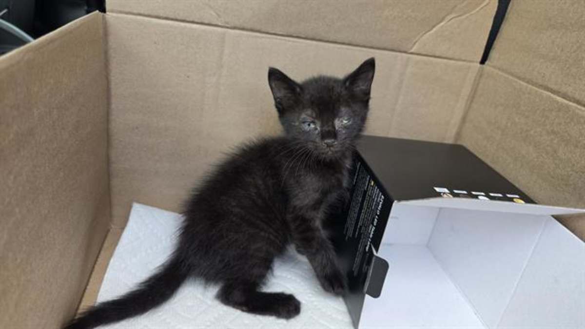 UNNAMED - Domestic Shorthair available for adoption