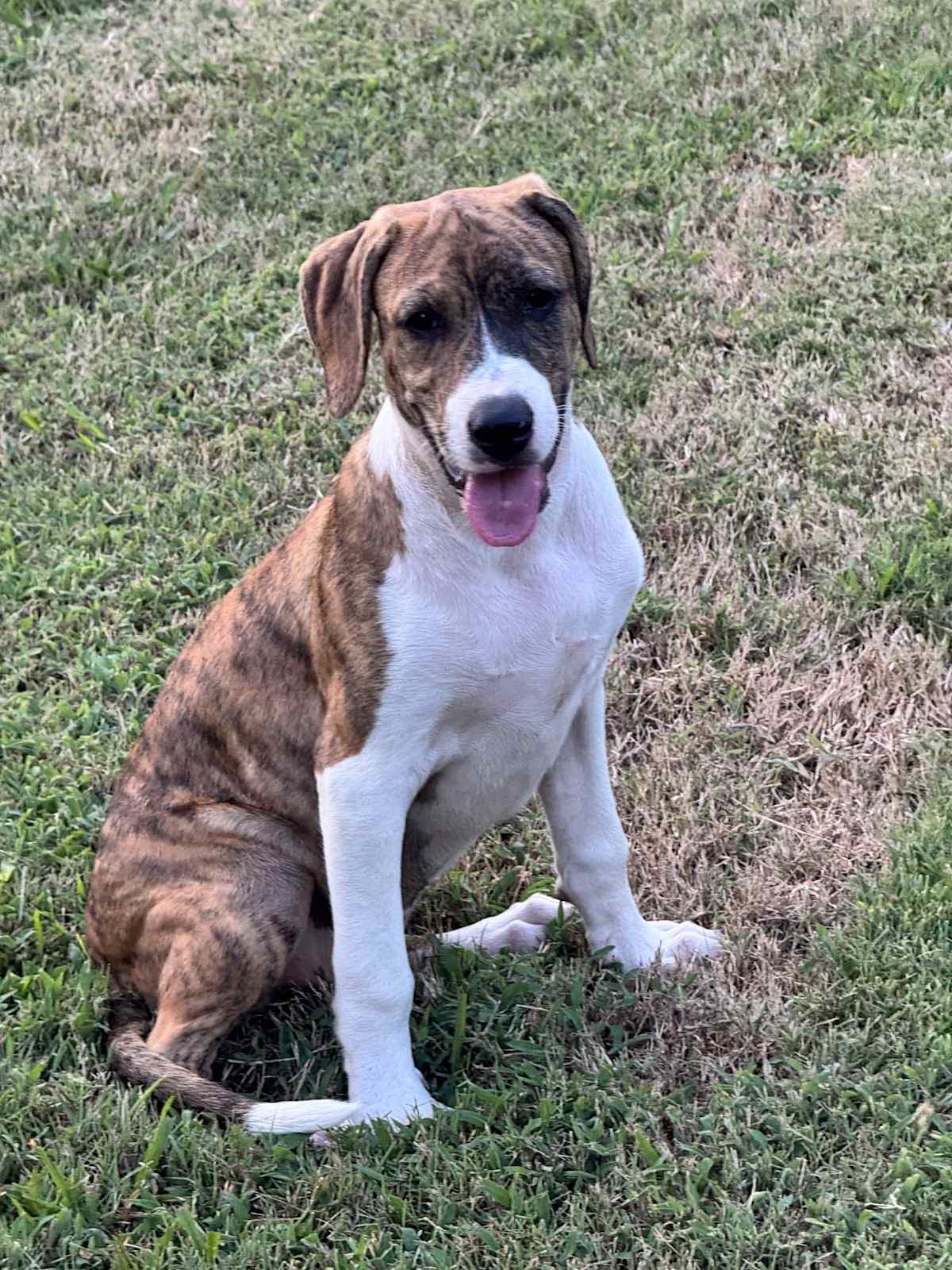 SUNNY NEW PICS/VIDEO - Boxer / American Pit Bull Terrier available for adoption