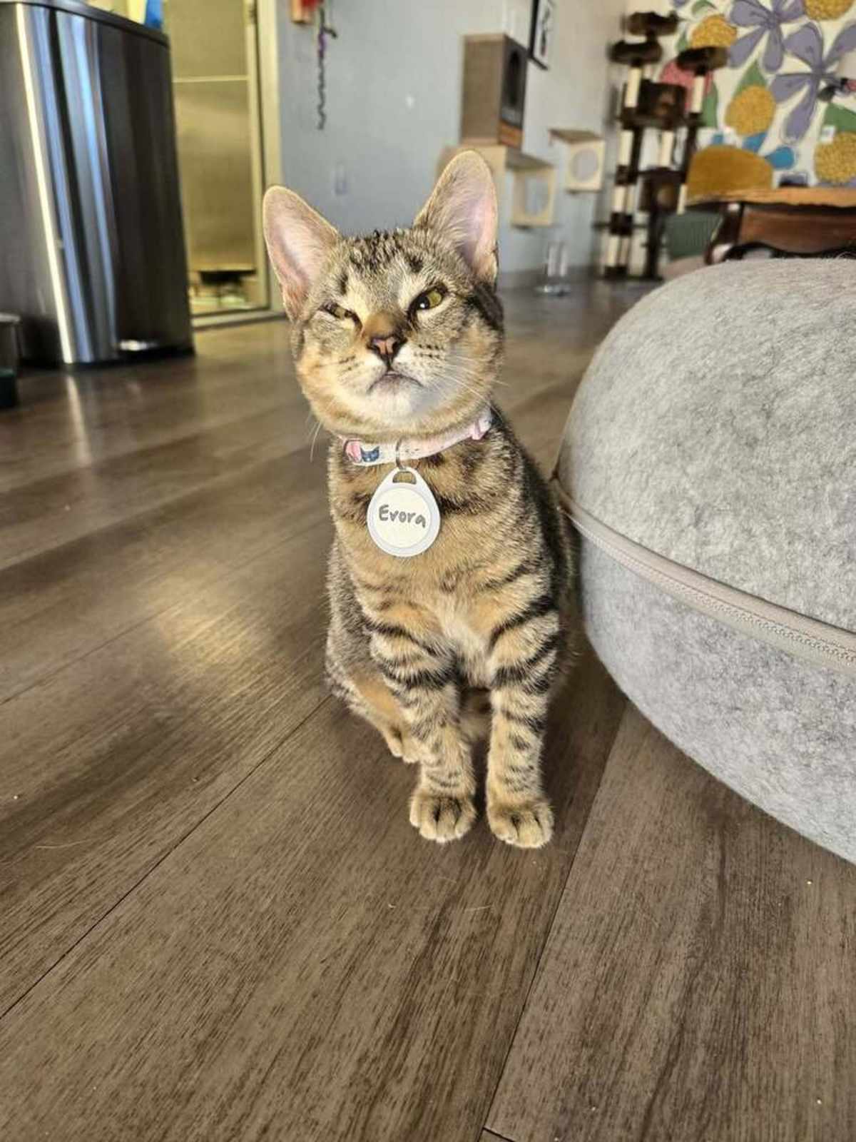 EVORA - Domestic Shorthair for adoption in Tucson