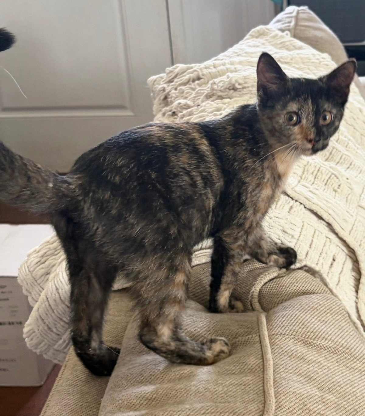 JULIA - Domestic Shorthair available for adoption