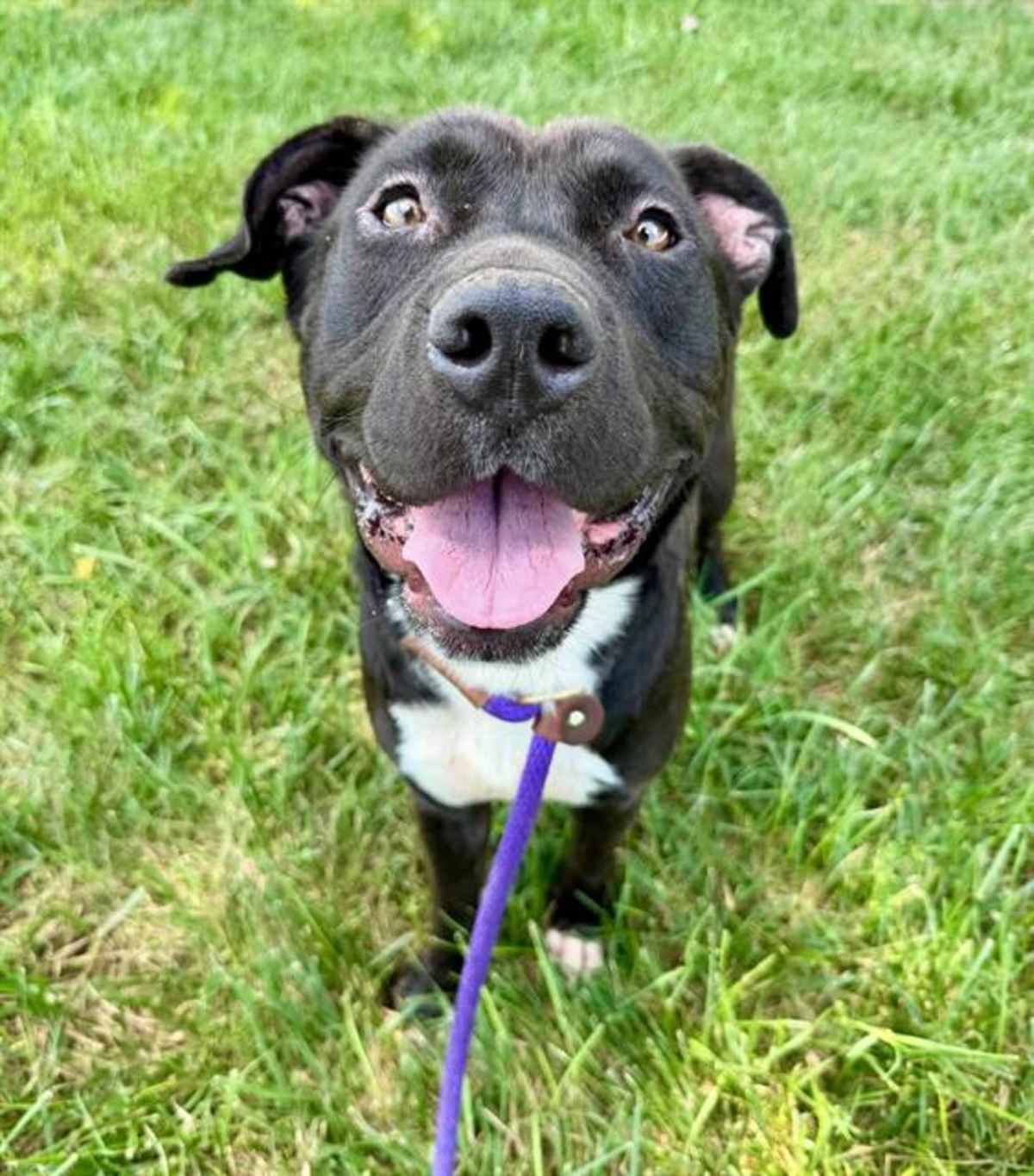 DENNIS - American Pit Bull Terrier available for adoption