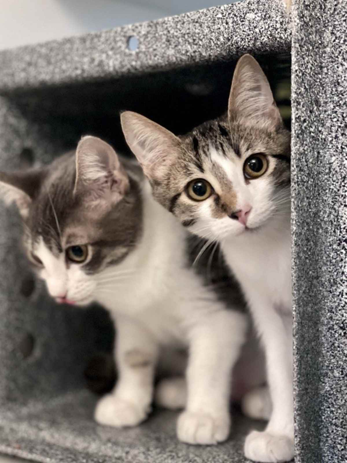 MISCHIEF - Domestic Shorthair available for adoption