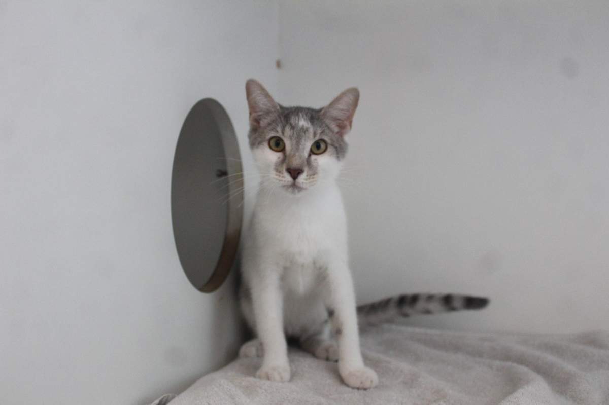 WOBBEGONG - Domestic Shorthair available for adoption