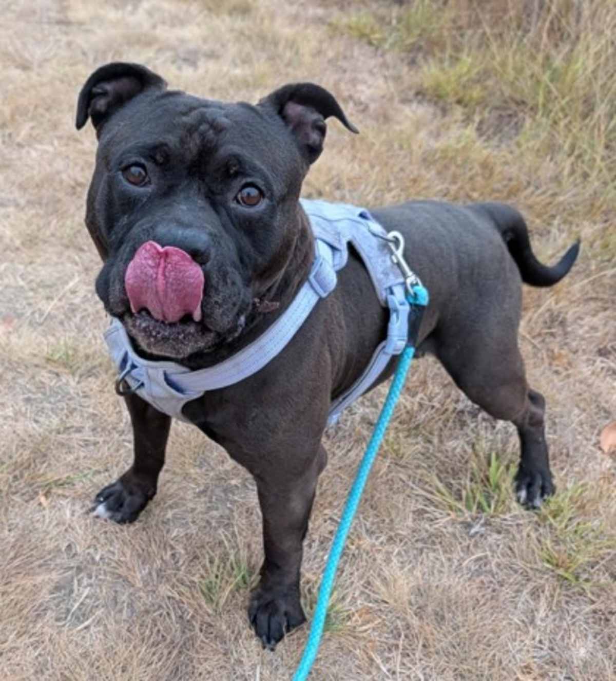BREEZE - Mixed Breed (Medium) available for adoption