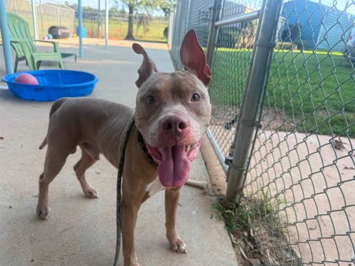 AXEL - American Pit Bull Terrier available for adoption