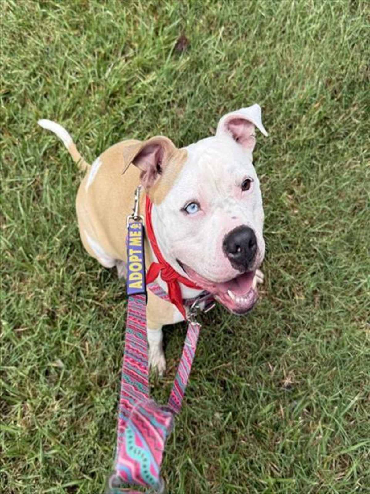 ICE CREAM - American Pit Bull Terrier available for adoption