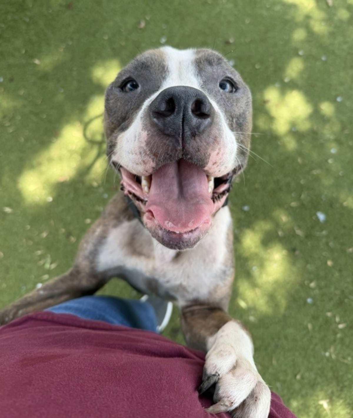 PETAL - American Staffordshire Terrier available for adoption
