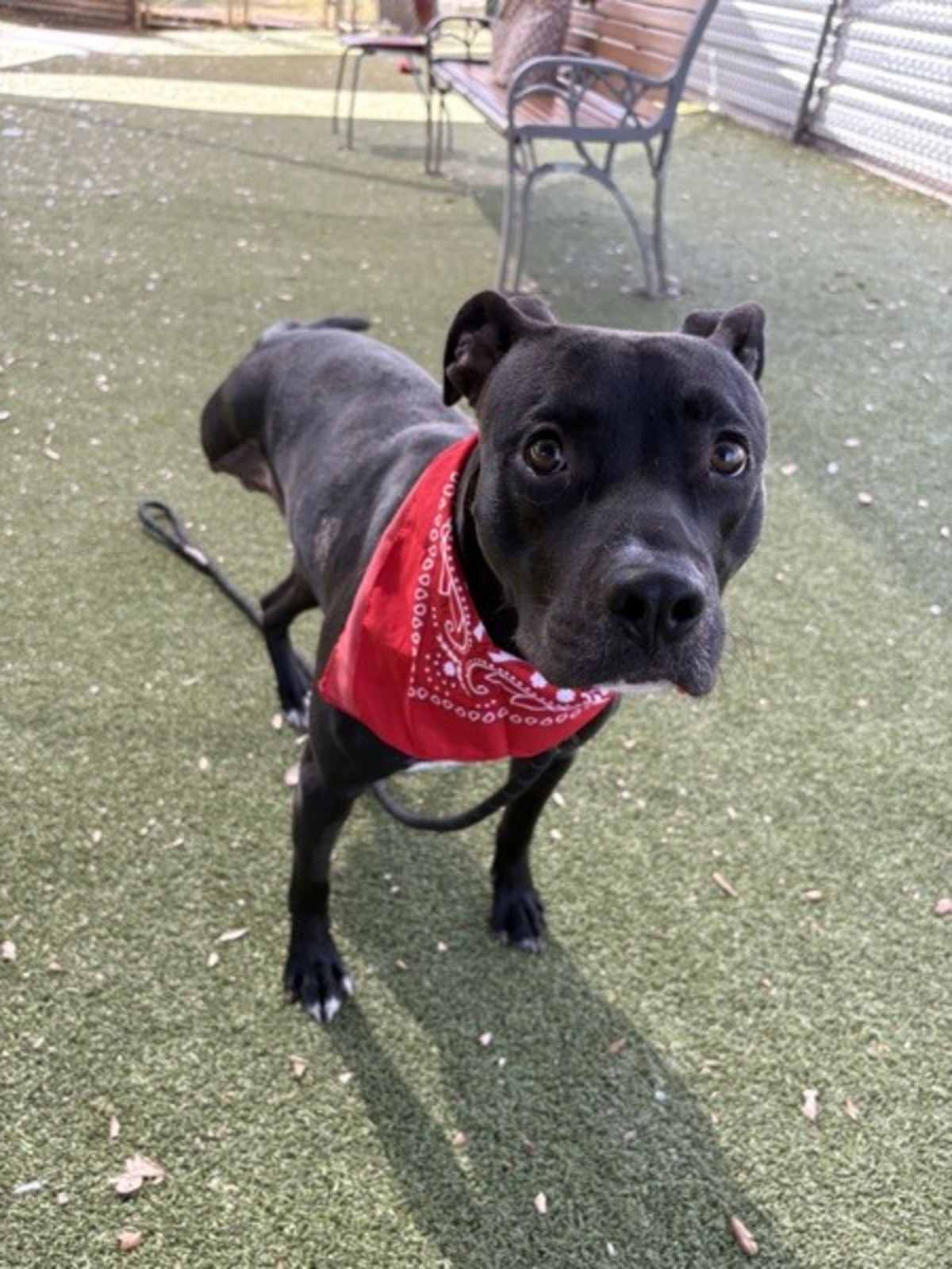 PEPPER JACK - American Staffordshire Terrier available for adoption