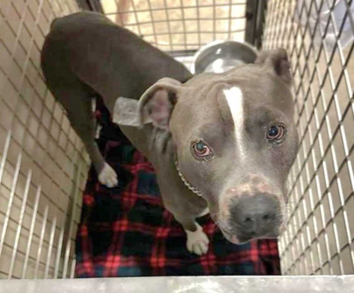 JOJO - American Pit Bull Terrier available for adoption