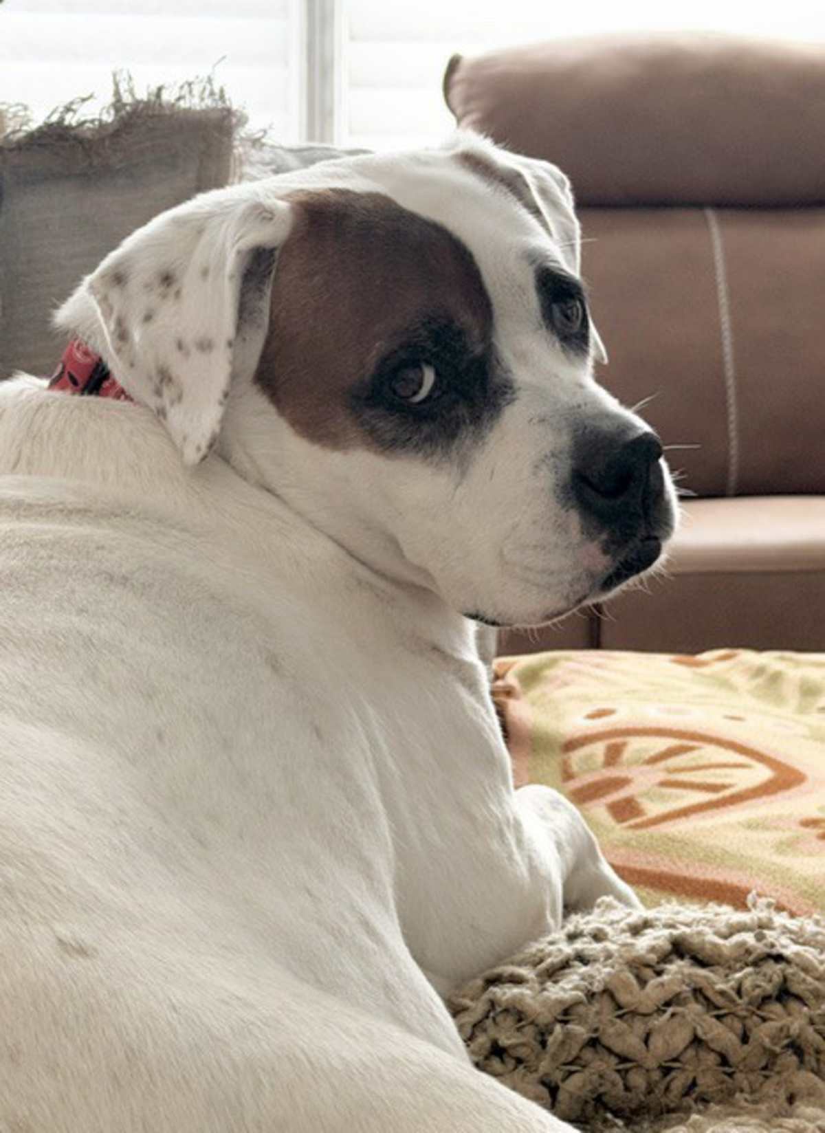 CARRIE - American Bulldog / Boxer for adoption in Aurora