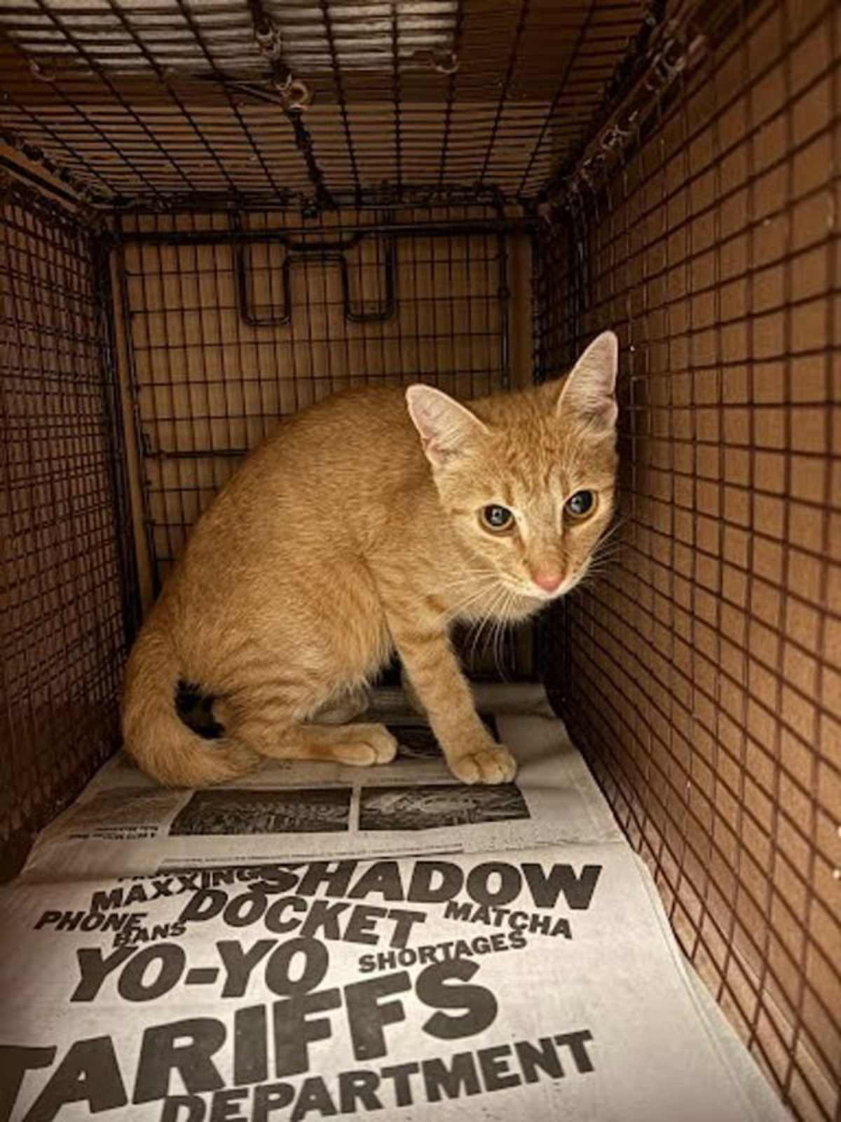 UNNAMED - Domestic Shorthair available for adoption