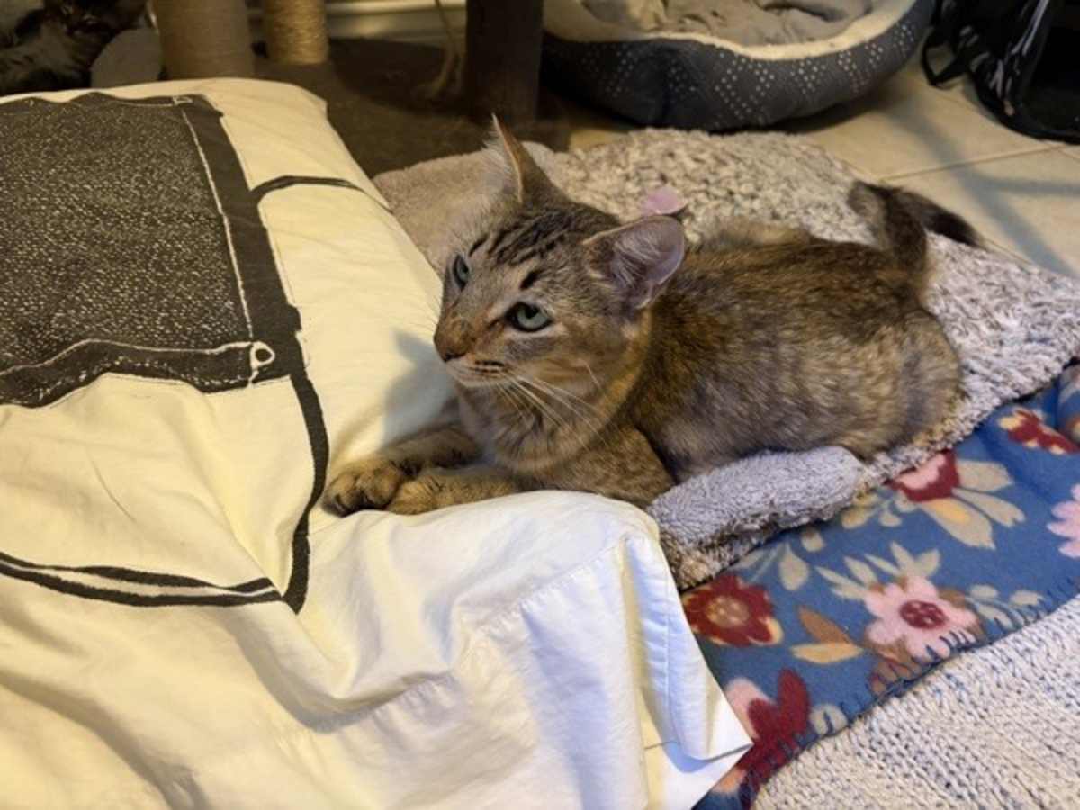 SIREN - Domestic Shorthair available for adoption