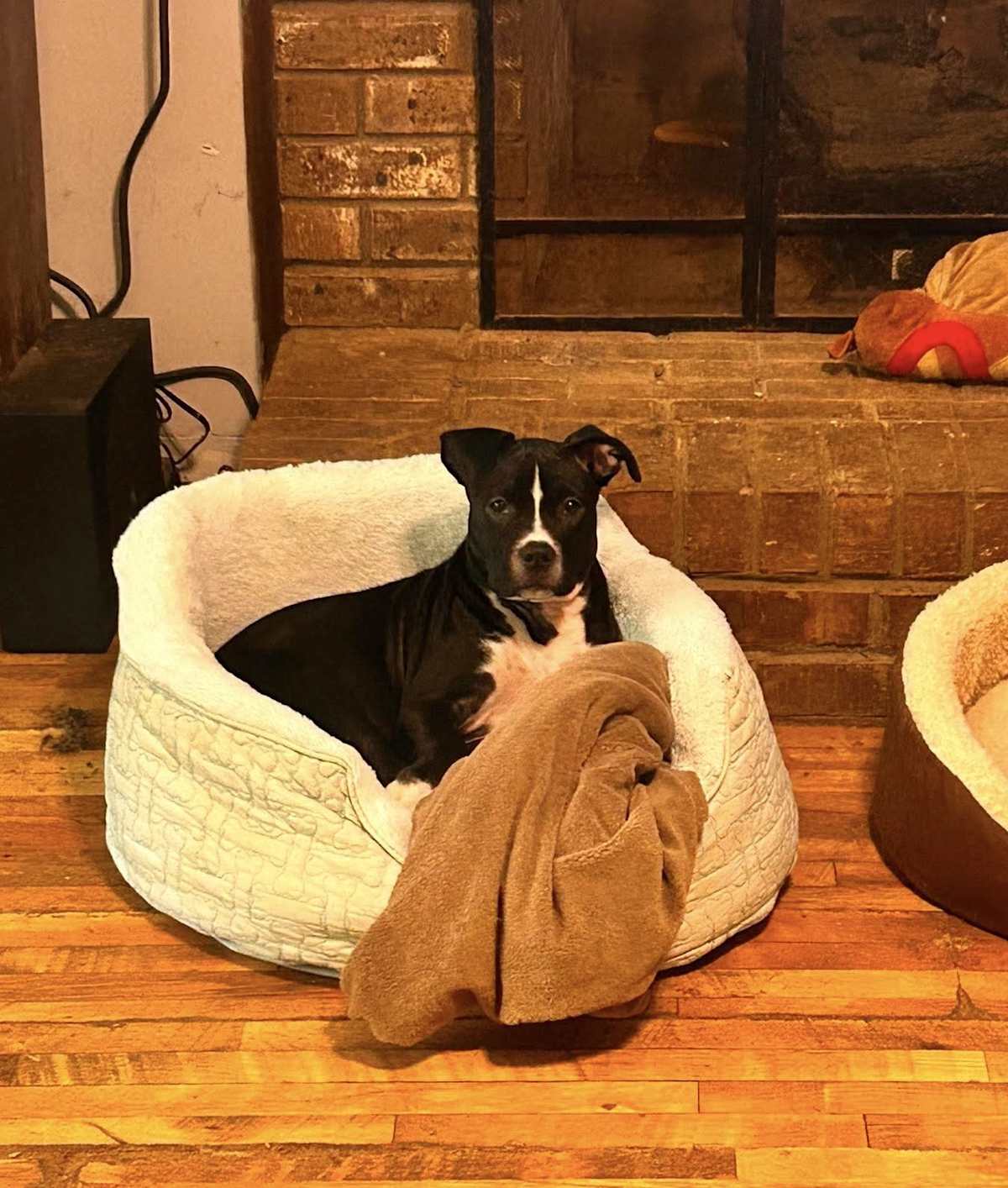 ANNIE~ADOPTED!