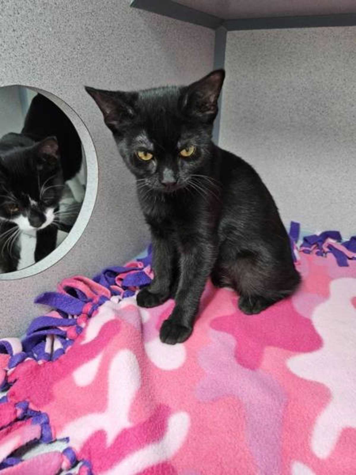 LOTUS (BONDED WITH WISTERIA) - Domestic Shorthair available for adoption
