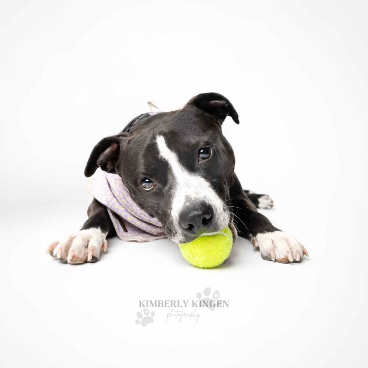 AVIVA - American Pit Bull Terrier / Mixed Breed (Medium) for adoption in Chicago
