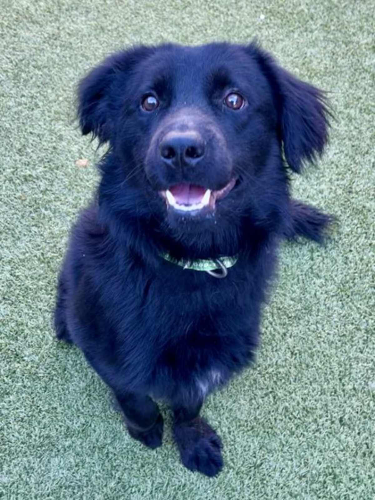 CHUNKY - Border Collie available for adoption
