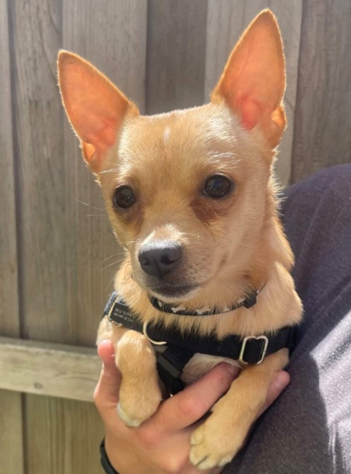 DAVE - Chihuahua available for adoption