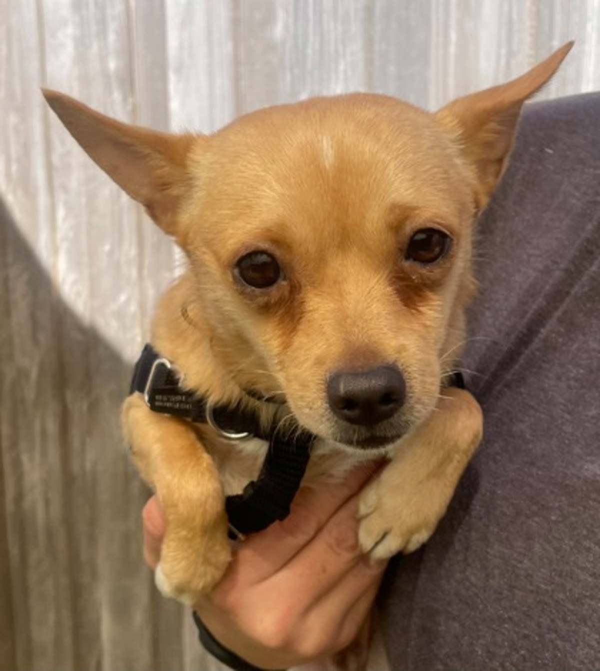DAVE - Chihuahua available for adoption