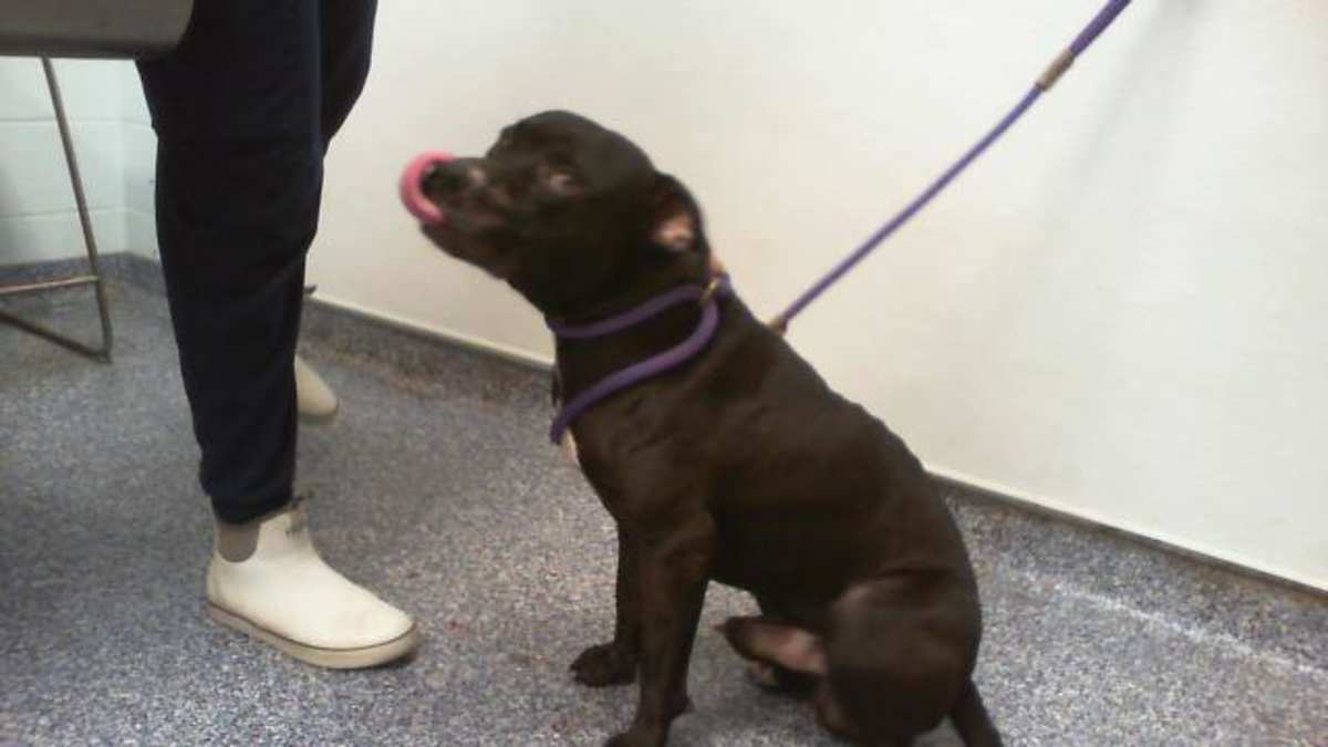 BIG BOY - American Pit Bull Terrier available for adoption