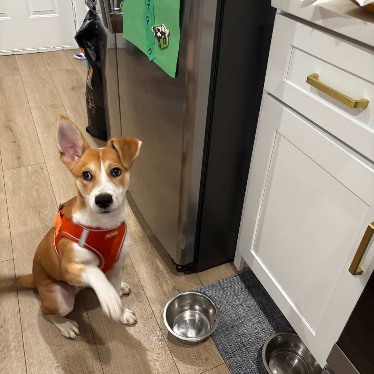 CHIKIS - Shepherd (Unknown Type) / Mixed Breed (Large) for adoption in Chicago