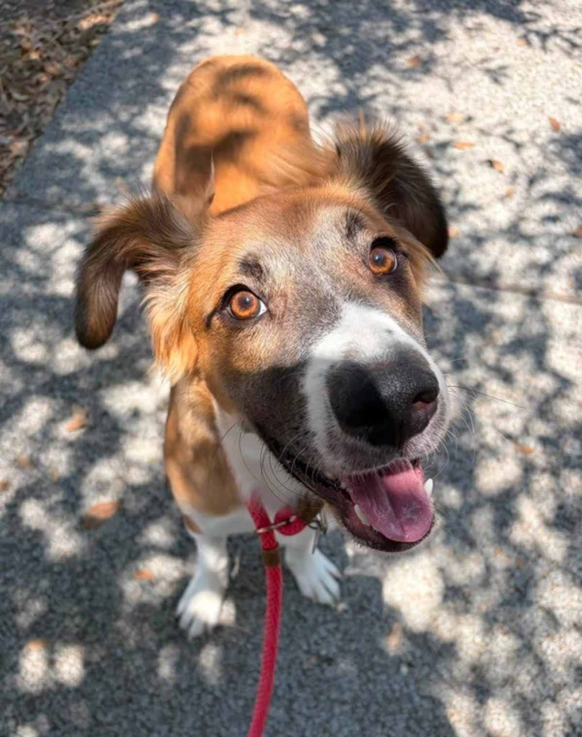 SEGUIN - Anatolian Shepherd available for adoption