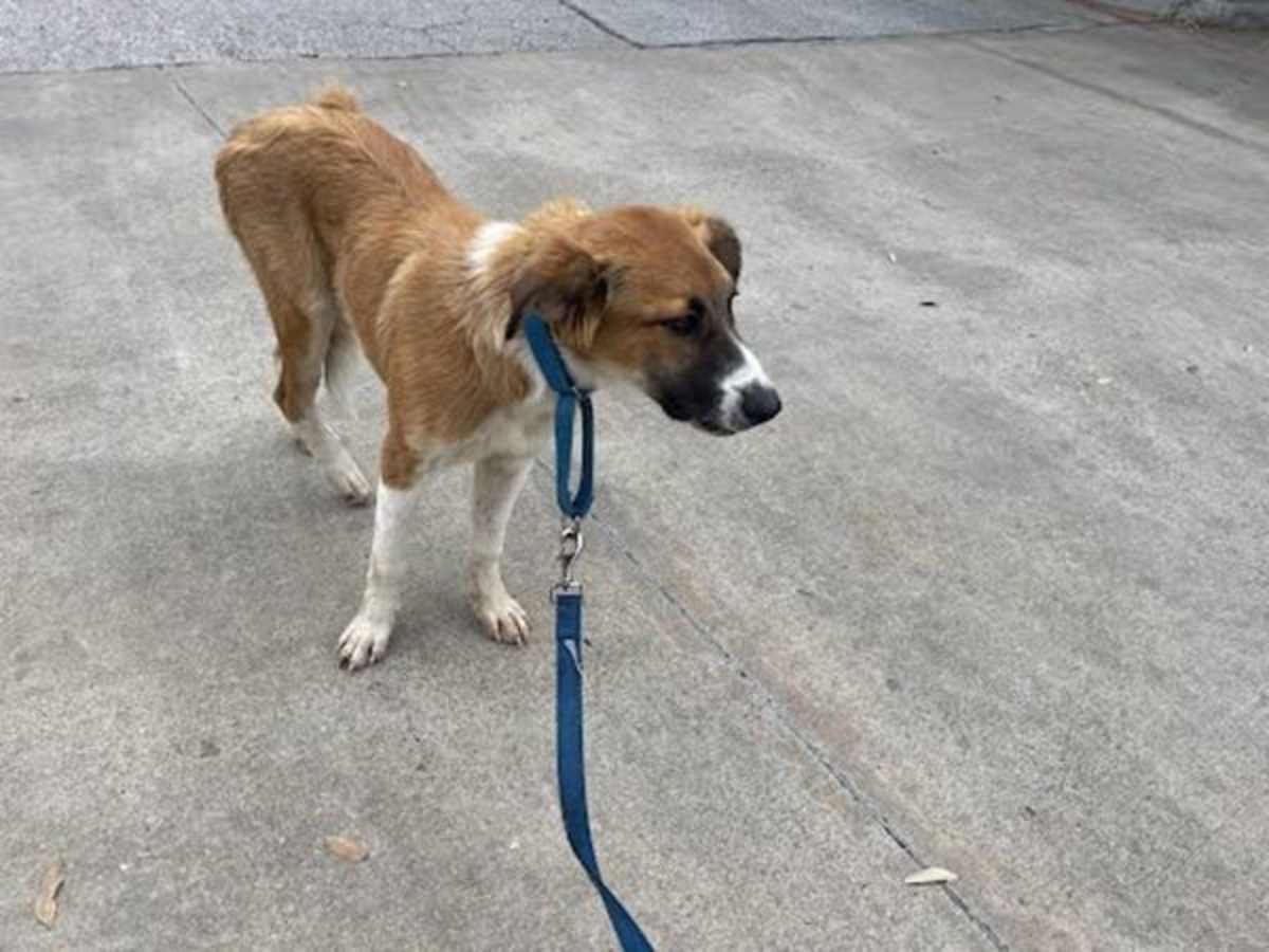 SEGUIN - Anatolian Shepherd available for adoption