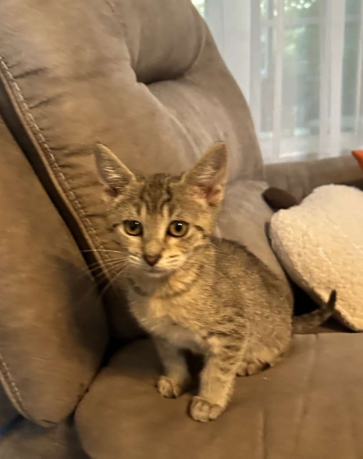 PEPSI - Domestic Shorthair available for adoption