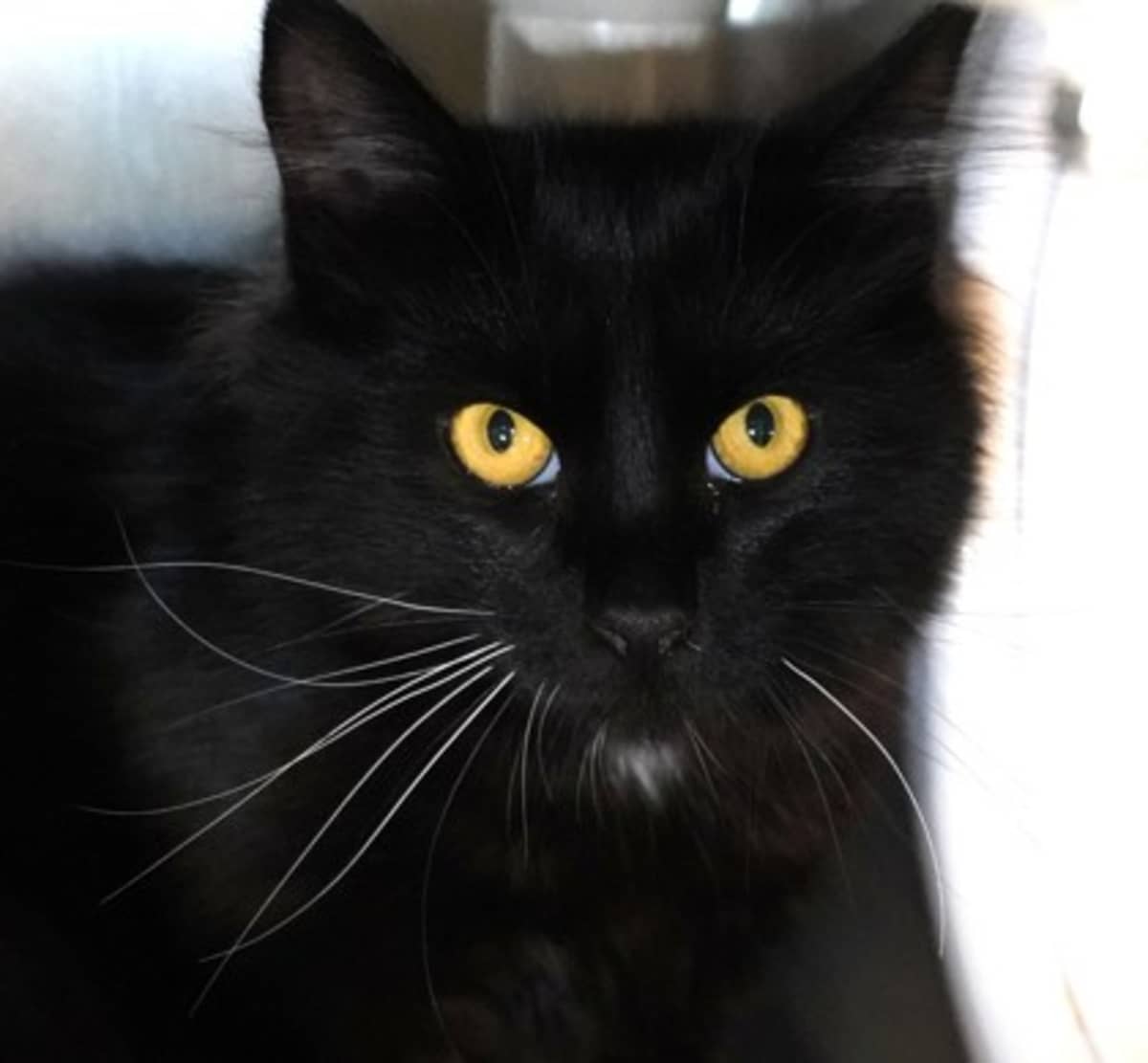 CORN - Domestic Longhair available for adoption