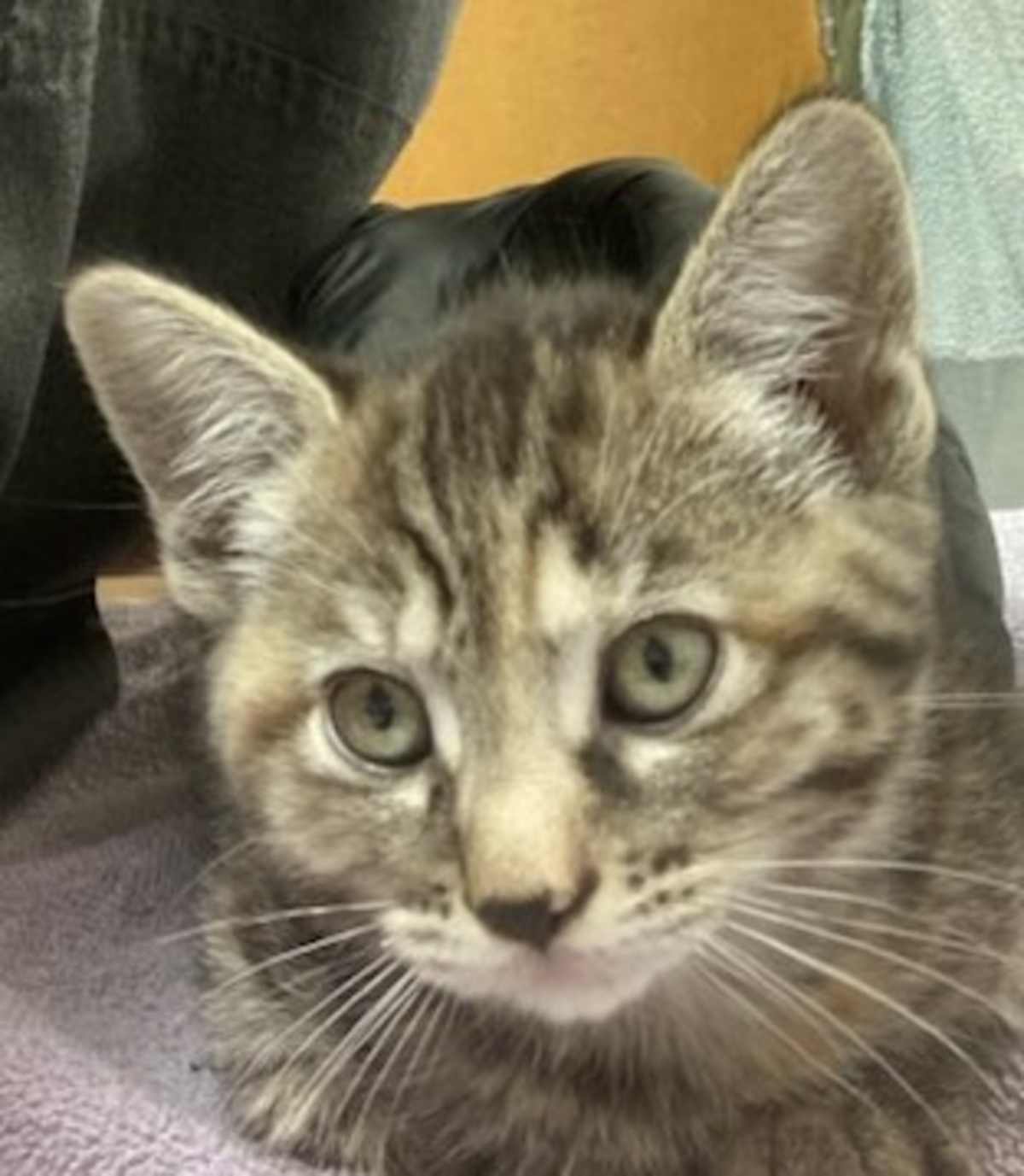 COLUMBIA - Domestic Shorthair available for adoption