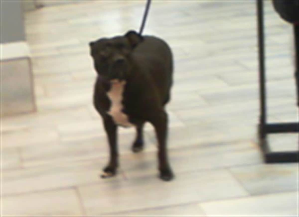 TINKER BELL - American Pit Bull Terrier available for adoption